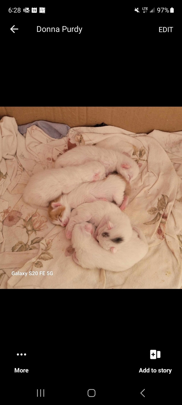 Kittens, ready to go as of October 21st! Cats & Kittens for Rehoming