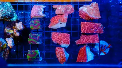 Corals on sales. Delivery available or pick up at Unit 9 - 1050 McNicoll Ave , Scarborough, ON M1W 2...