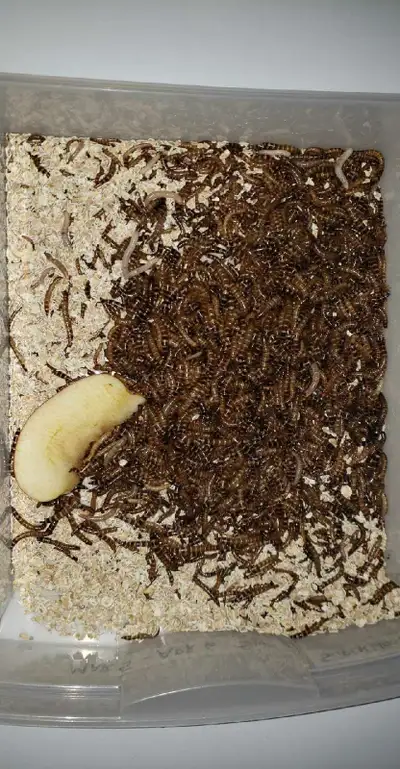 LIVE SUPERWORMS, View more