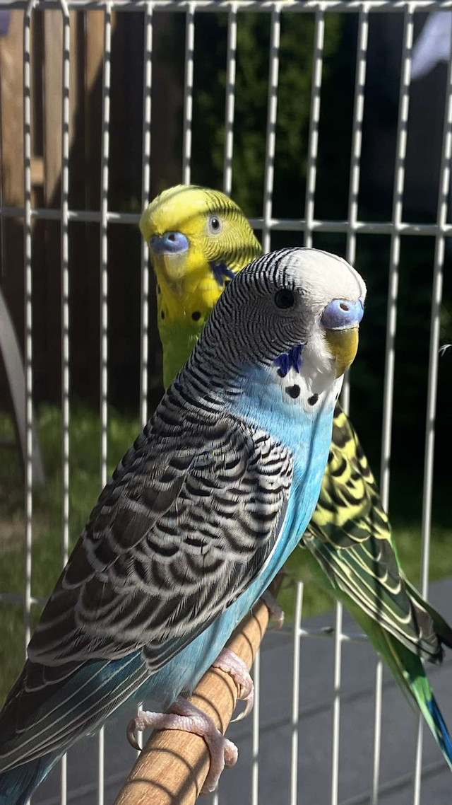 Selling Two Male Budgies  in Other in City of Toronto - Image 3