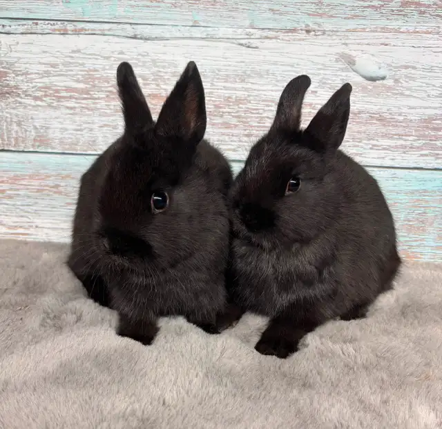 Adorable  Netherland Dwarfs  ready to hop (transport included) in Small Animals for Rehoming in City of Toronto - Image 3