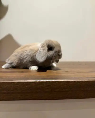 Purebred Holland Lop, View more