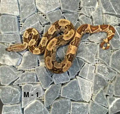 Boa constrictor, View more