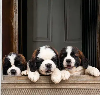 BEAUTIFUL SAINT BERNARD PUPPIES ❤️, View more