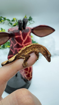 High White Tri Harlequin Crested Gecko Baby