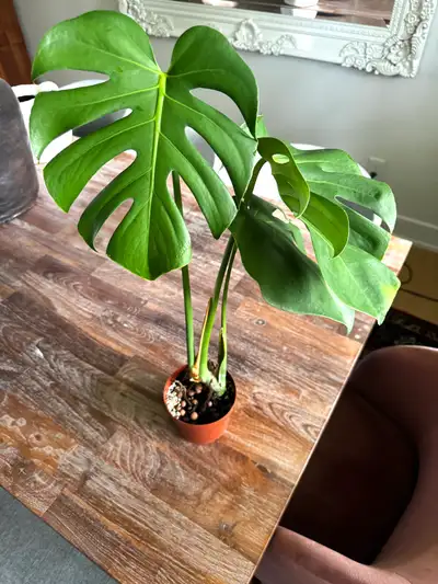 Monstera Houseplant, View more