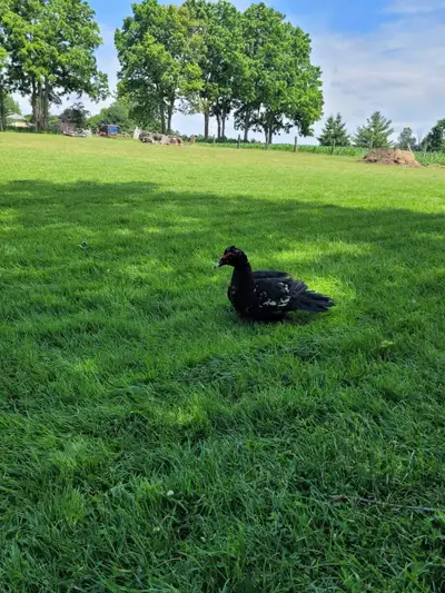 Male Muscovy Duck, View more