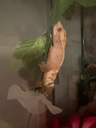 Young Female Crested Gecko, View more