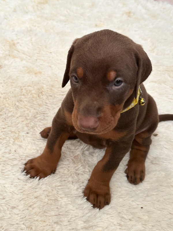 All natural Purebred European Doberman Puppies FOR SALE! Dogs & Puppies for Rehoming City of