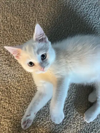 3 month old kitten, View more