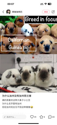 Looking for California/Himalayan female  Guinea pig 