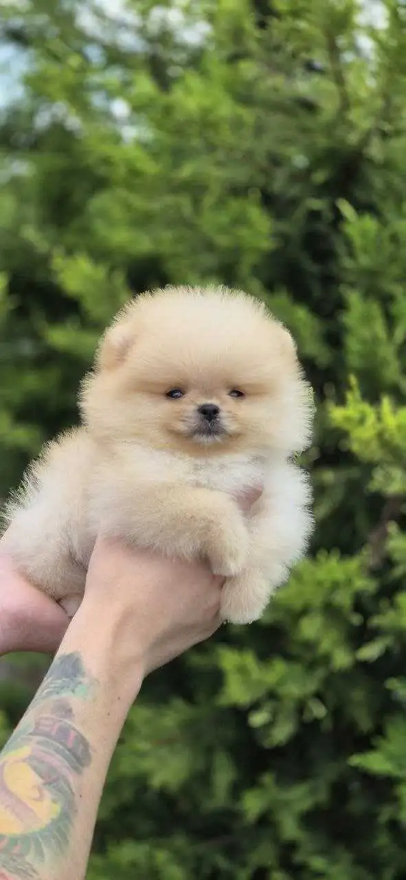 Pomeranian in Dogs & Puppies for Rehoming in City of Toronto - Image 4