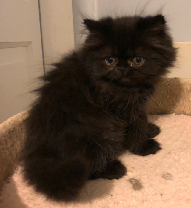 Persian Doll face black kittens in Cats & Kittens for Rehoming in Moncton - Image 3
