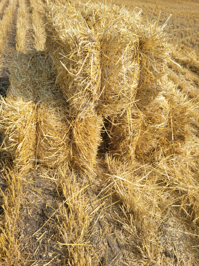 Straw bales(new, 2025), View more