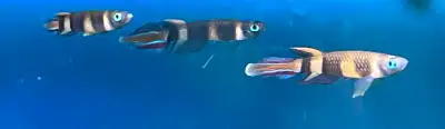 Clown Killifish, View more