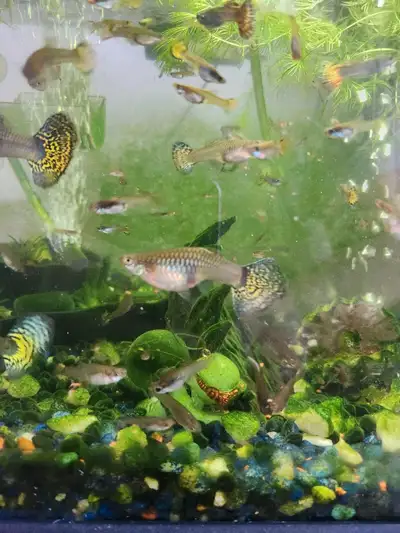 guppies for sail, View more
