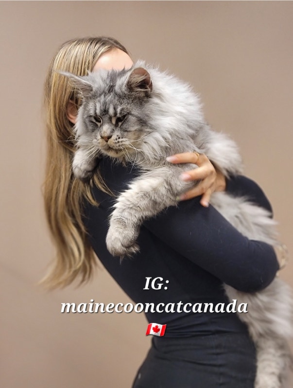 Silver Maine Coon KITTENS * SUMMER SALE ! Cats & Kittens for Rehoming