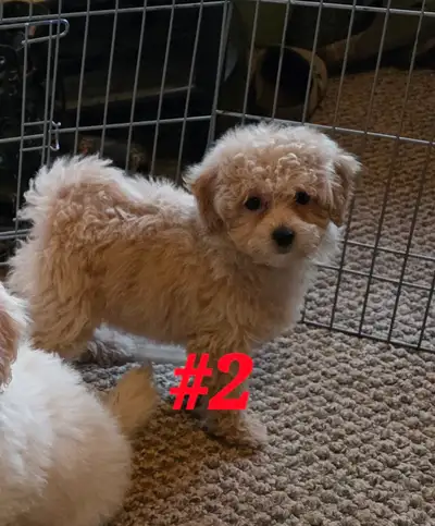 Bichon Frise X Toy Poodle, View more