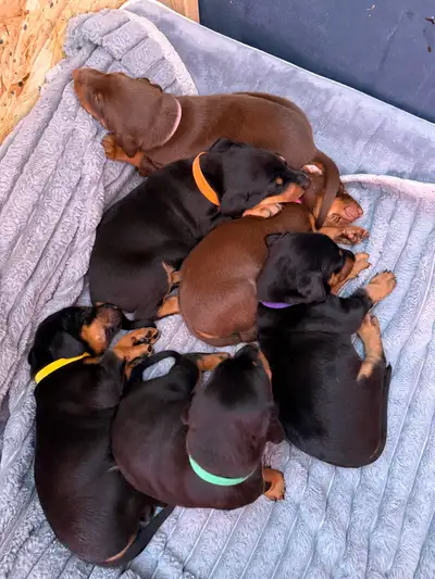 Doberman Puppies , View more
