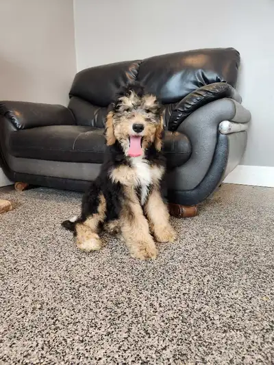 bernedoodle ( medium), View more