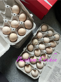 Bantam Cochin hatching eggs