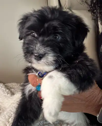 puppies intelligent and playful , View more