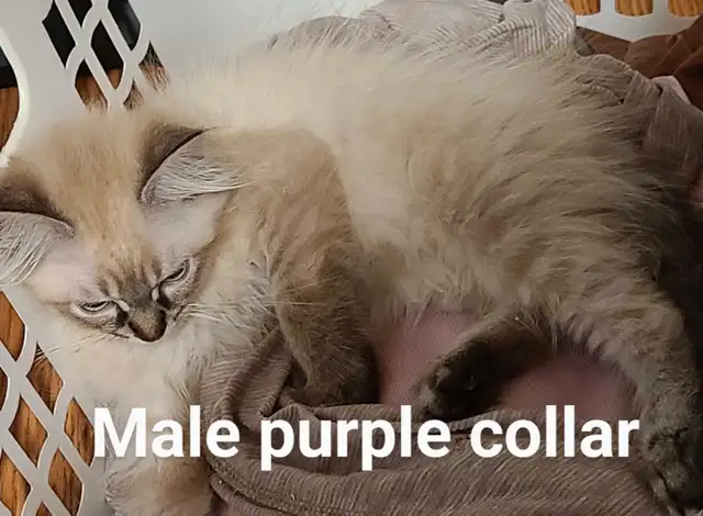 ADORABLE NEVA MASQUERADE SIBERIAN KITTENS