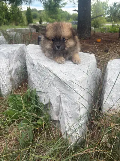 Pomeranian Babies, View more