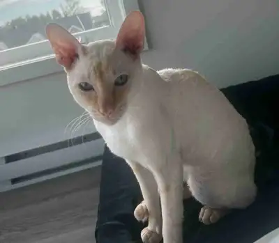 Chat rex cornish flame pointe, View more