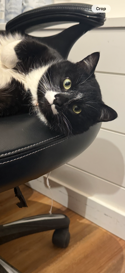 Lovely cat for a caring home, View more