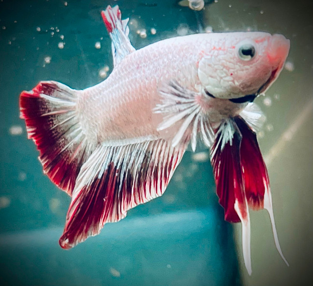Imported Bettas and other Aquatic Specimens for Sale in Fish for Rehoming in Terrace - Image 4