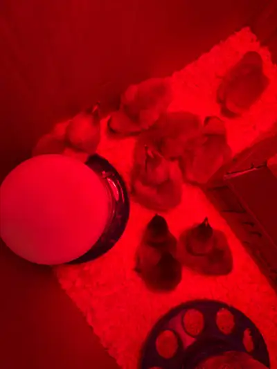 lavender Orpingtons chicks, View more