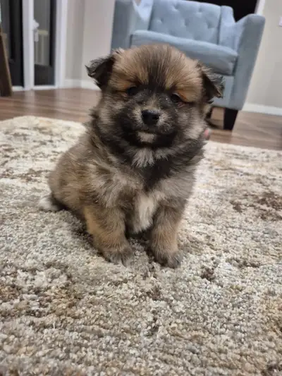 Pomeranian puppies six weeks old and ready to go contact Sarah +1 (587) 394-6130. Born November