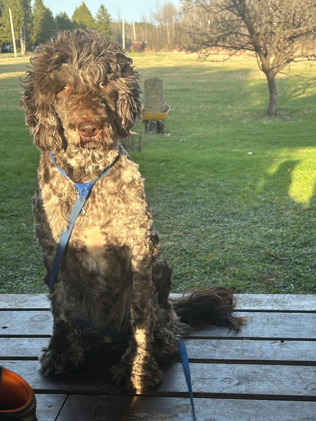 2 yr old intact male labradoodle in Dogs & Puppies for Rehoming in Sault Ste. Marie