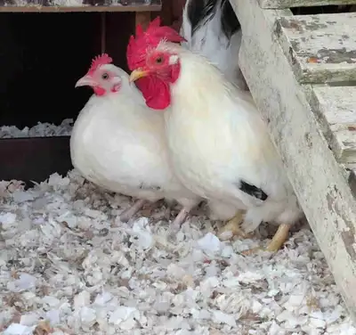 Oeuf fécondé de poule Chabo blanche, View more