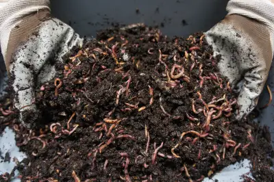1 LBS Red Wiggler Compost Worms, Castings, Cocoons and More!