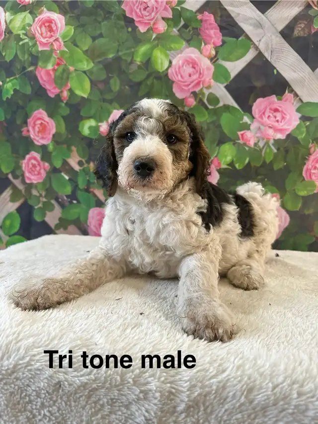 Last LARGE STANDARD POODLE  TRI TONE MALE HYPOALLERGENIC in Dogs & Puppies for Rehoming in Strathcona County - Image 2