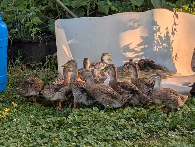 Male Ducks dans Animaux de ferme dans Kingston - Image 2