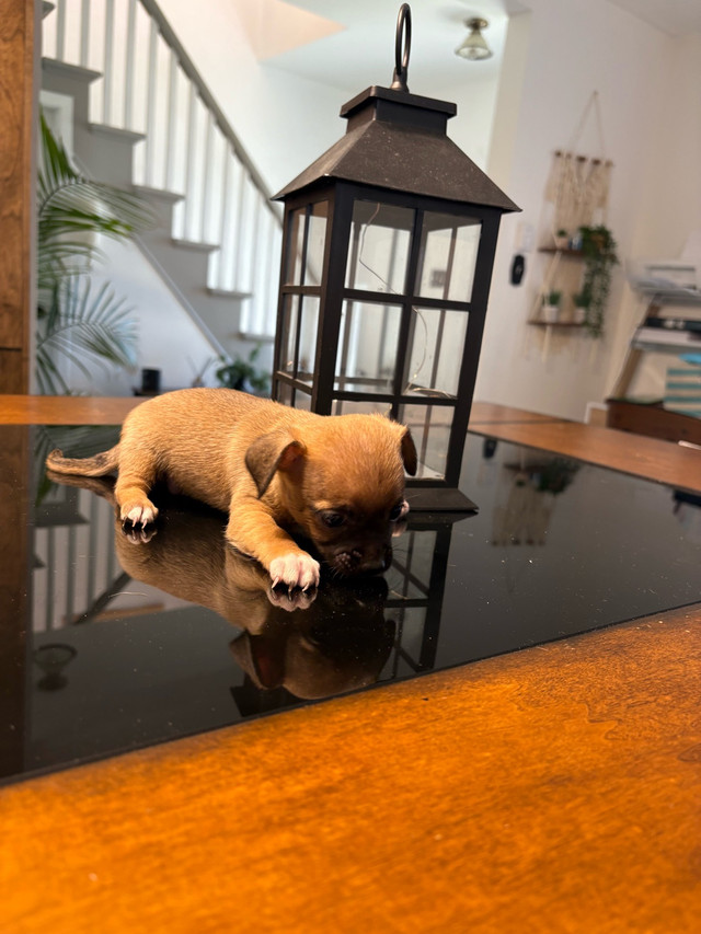 chihuahua mâle à vendre dans Chiens et chiots à adopter  à Sherbrooke - Image 3