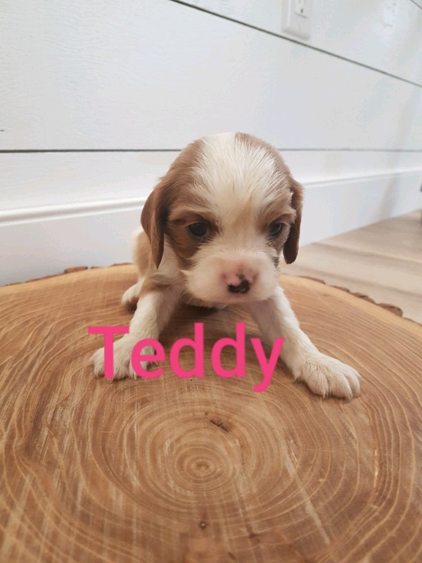 Beautiful Cavalier King Charles *5 left* Dogs & Puppies for Rehoming