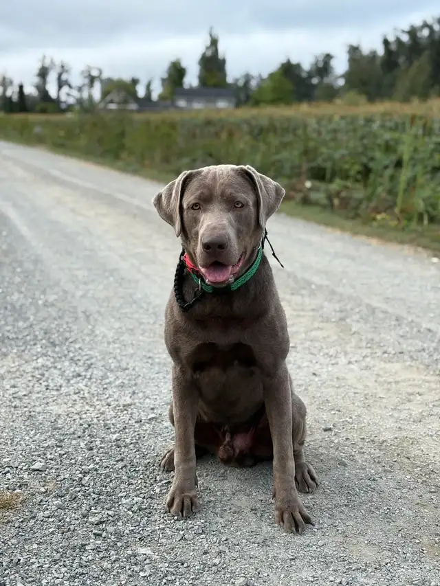 4 month old English Labrador Retriever Puppy | Dogs & Puppies for ...