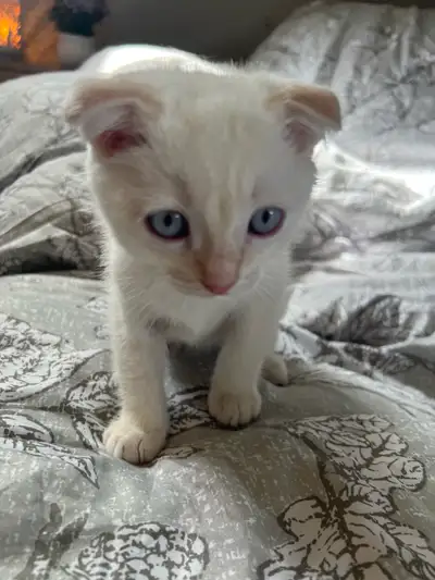 Scottish fold Siamese kittens, View more