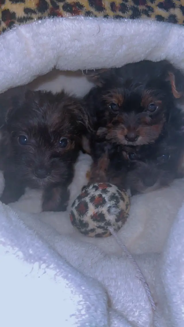 cute puppies for sale in Dogs & Puppies for Rehoming in St. Catharines - Image 3