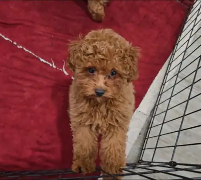 Toy Poodles (puppies), View more
