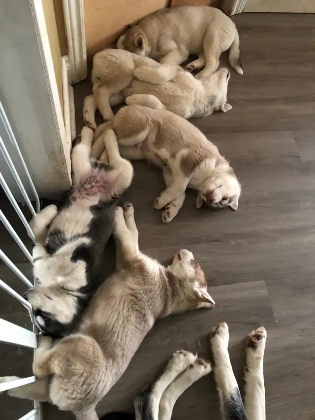 Husky puppies ready for adoption - ONLY TWO LEFT in Dogs & Puppies for Rehoming in Oakville / Halton Region - Image 2