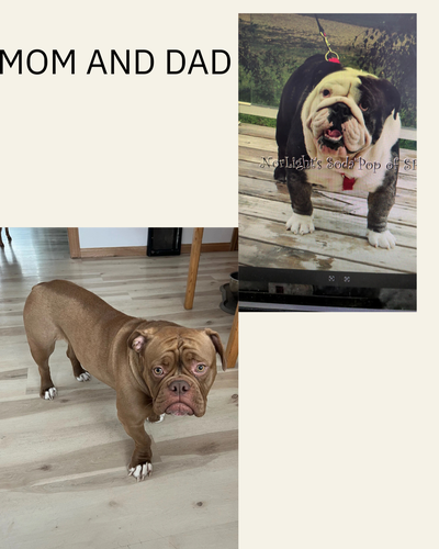 English Bulldogs Cross, View more