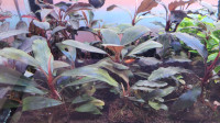 Premium quality Bucephalandra for sale ( Various species )
