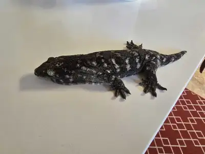 Female Leachianus Gecko (Squiggy) – Bayonnaise X Unknown –$850, View more