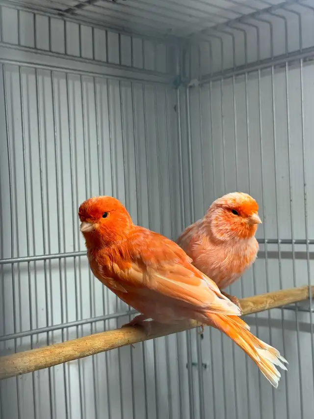 Red factor canary pair 2025 banded health and active | Birds for ...