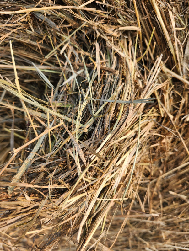 Brome Hay Bales in Livestock in Prince Albert